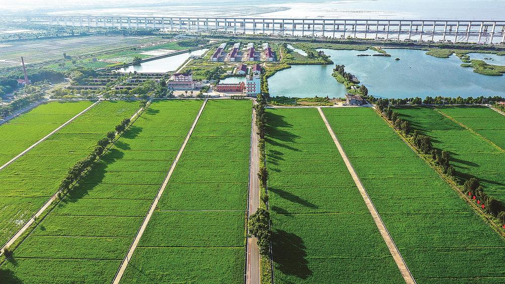 稻田荡碧波 生态田园好“丰”景